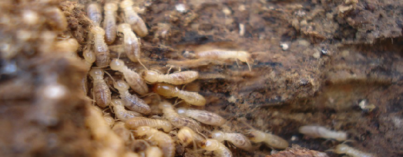 termitas en Los Llanos de Aridane