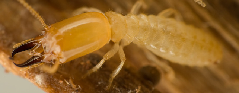 termitas en Lloret de Mar