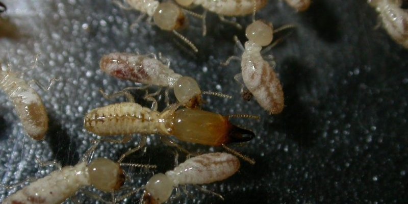 termitas-en-Tortosa