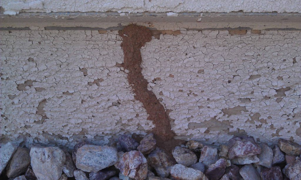 Como detectar termitas-tuneles-de-barro