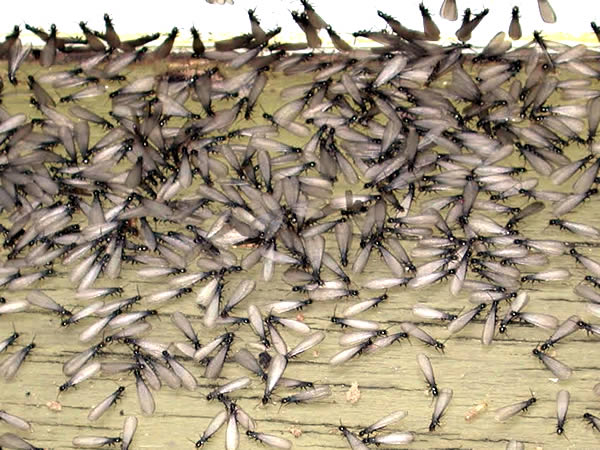 Termitas Aladas o Termitas Voladoras en España - Como eliminarlas y diferenciarlas de las hormigas con alas