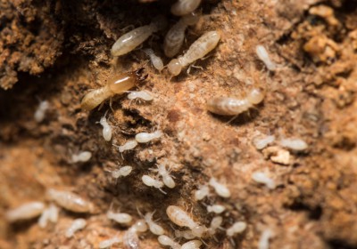 Soldados larvas y Obreras Termitas Subterraneas